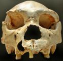 Crâne d‘Homo Heidelbergensis